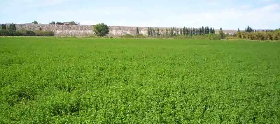 ¿De qué se trata el fertilizante biológico que podría mejorar la productividad de la alfalfa?