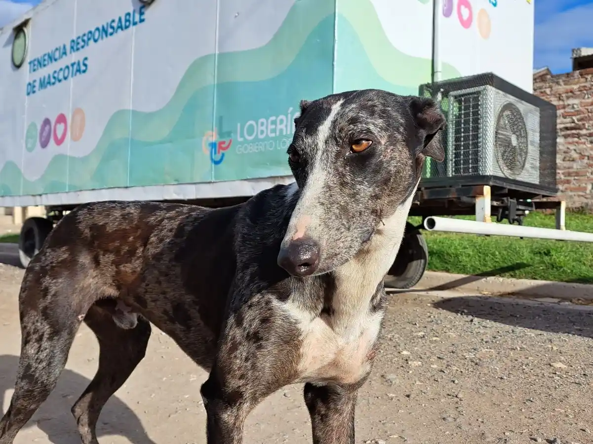 Mascotas. Protagonistas  de la jornada del sábado 25 de abril.