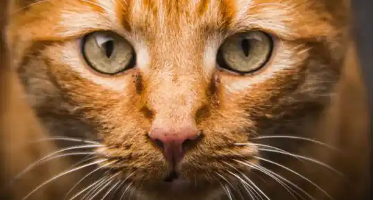 ¿Gatos psicópatas?