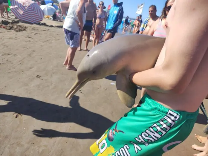 Mar del Tuyú: polémica por la muerte de un delfín en la playa, rodeado de turistas