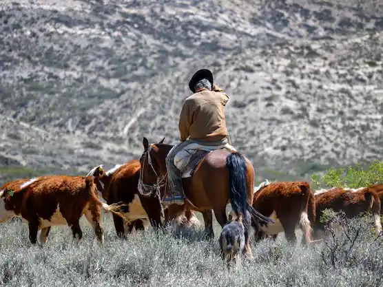 A fines del siglo XIX, en Tandil, el sacrificio de ganado pasó a ser considerado una práctica prohibida
