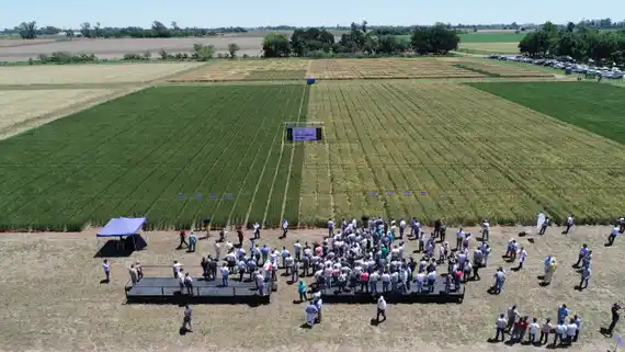 Brasil aprobó la tecnología HB4®️ para trigo