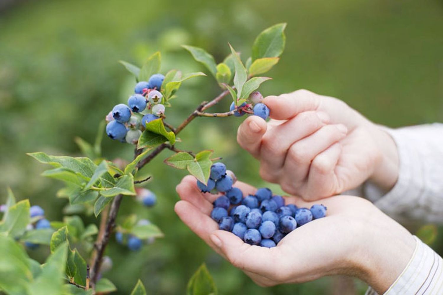 Todos los beneficios del jugo de arándanos para la salud