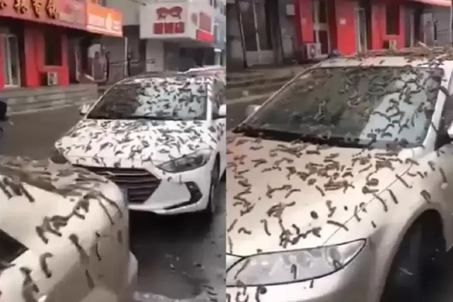 VIDEO | ¿Por qué llovieron gusanos en China?