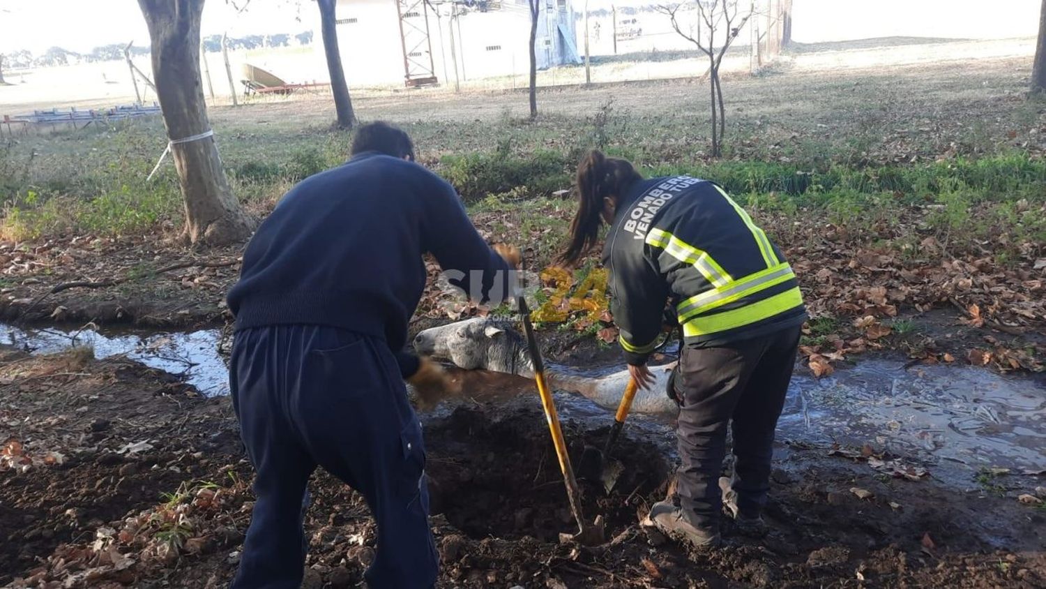 Bomberos de Venado rescataron a un caballo atrapado en un zanjón