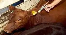 Entre Ríos: comienza hoy la campaña de vacunación contra la aftosa