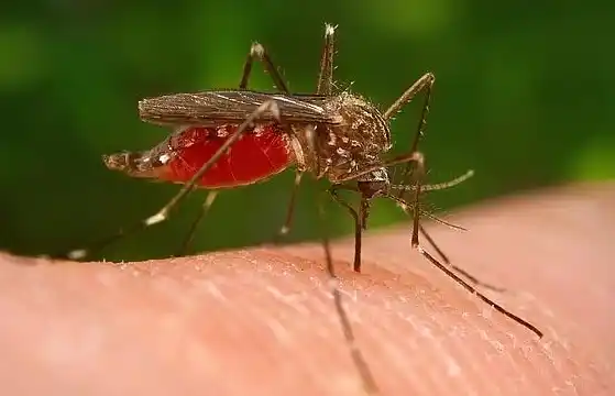 Zika: el nuevo virus que deben conocer quienes viajen a Brasil