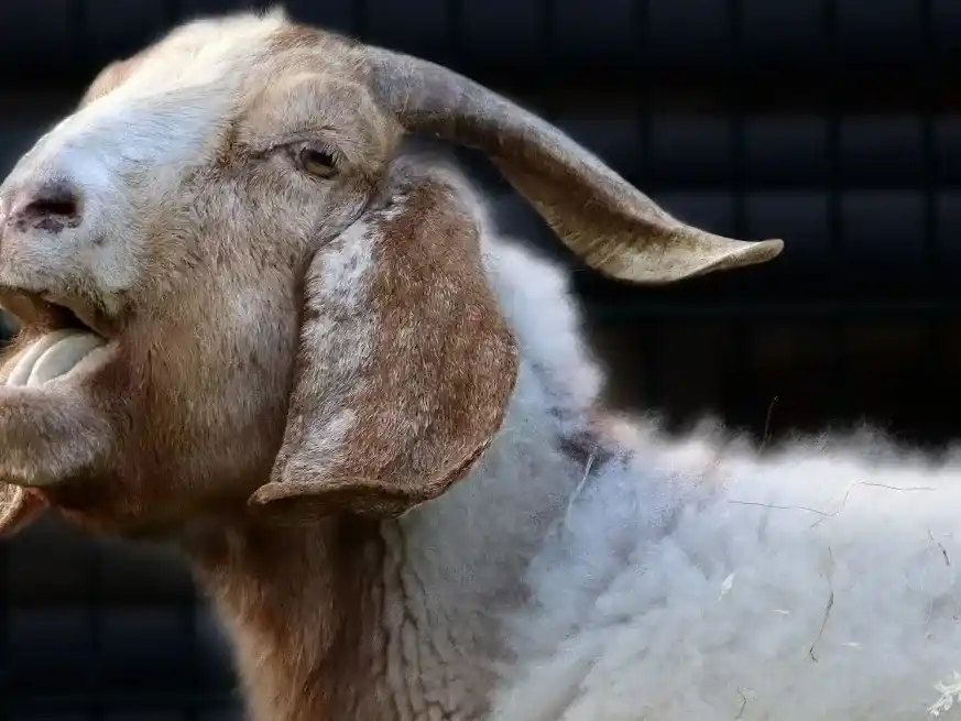 Primeros brotes de scrapie en Argentina.