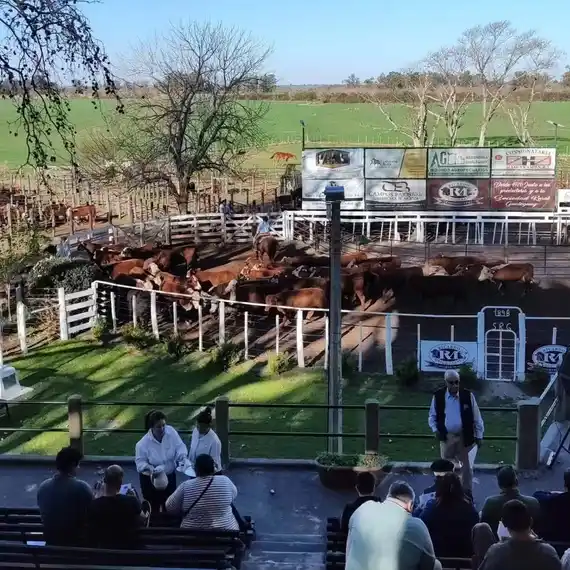 Luis Mendizábal: “Fue un gran remate en Gualeguay con precios firmes y un cierre solidario”