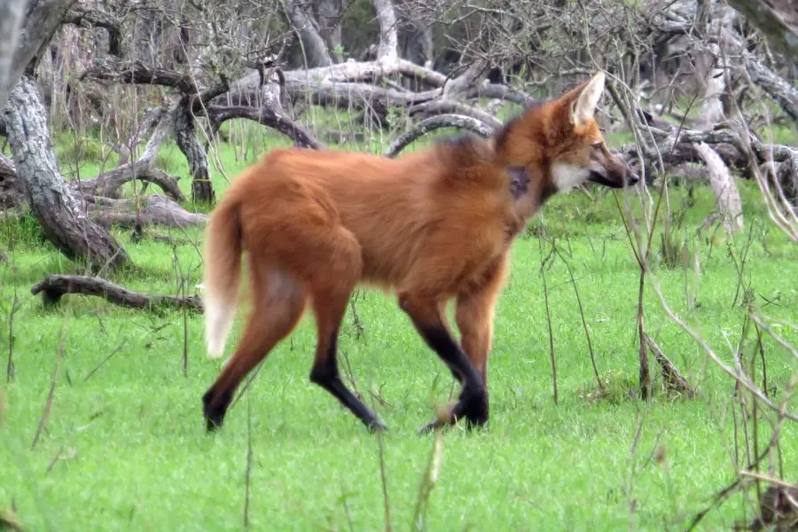 Ante la aparición de animales fuera de su hábitat natural recomiendan dar aviso al 911