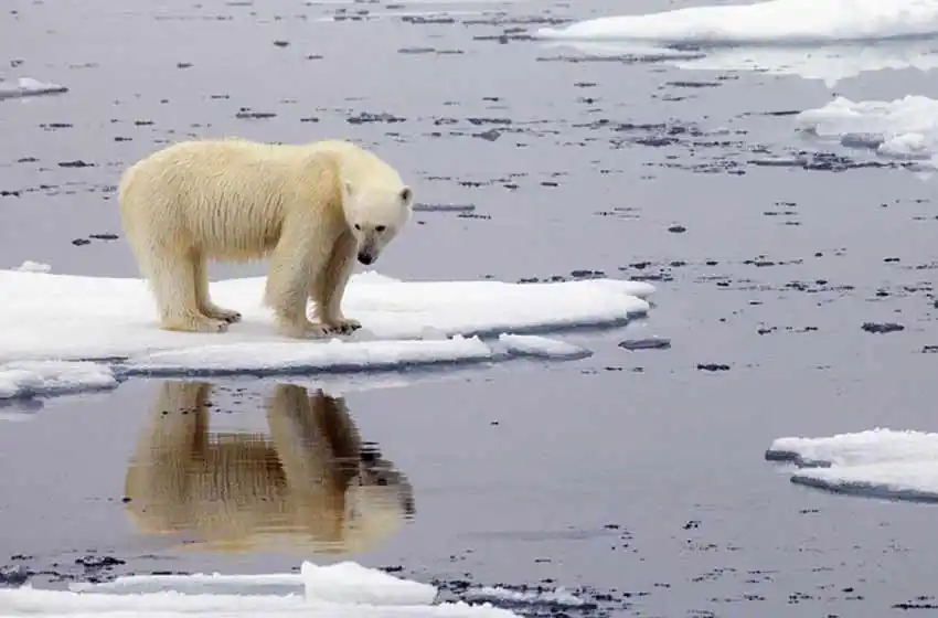 Récord de temperatura en el Ártico: llegó a los 38°