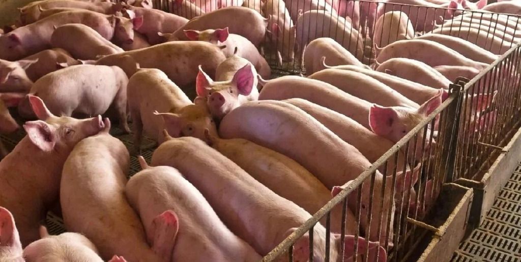 IMás consumo, mejor perfil nutricional: el crecimiento sostenido de la carne de cerdo