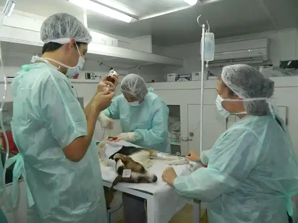 El 3 y 4 de junio realizarán 60 castraciones gratuitas en la visita del “CastraMóvil” 