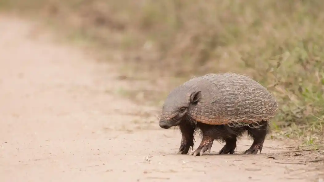 En dos meses, hubo 14 atropellamientos de fauna camino a la Reserva "Las Piedras"