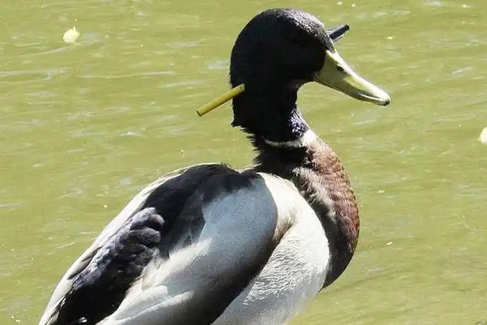 Un pato tuvo una flecha atravesada en la cabeza durante tres meses