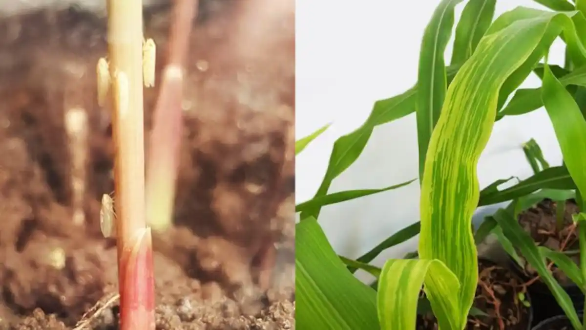 Creció la presencia de la chicharrita, sobre todo en el norte del país