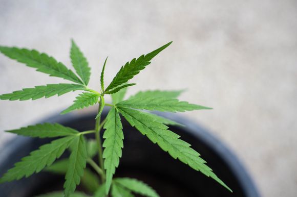 Narcotráfico en la zona sur bonaerense: “En Bahía Blanca, el 90% de los que venden marihuana tiene Reprocann”