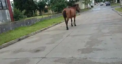 Caballo en via publica
