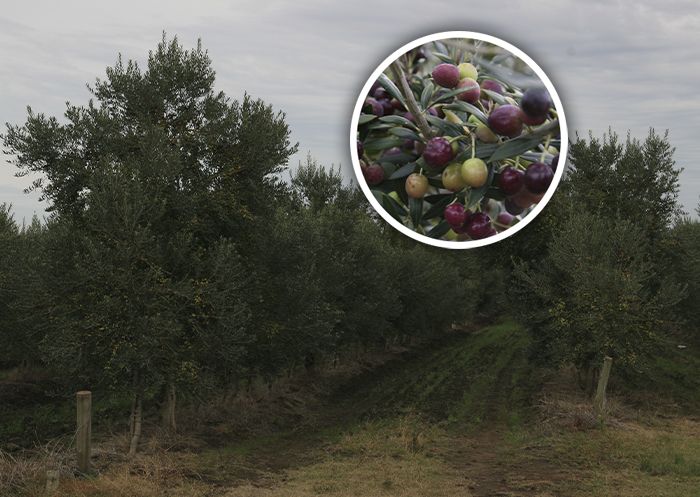 La Ruta del Olivo se asoma en el sudoeste bonaerense
