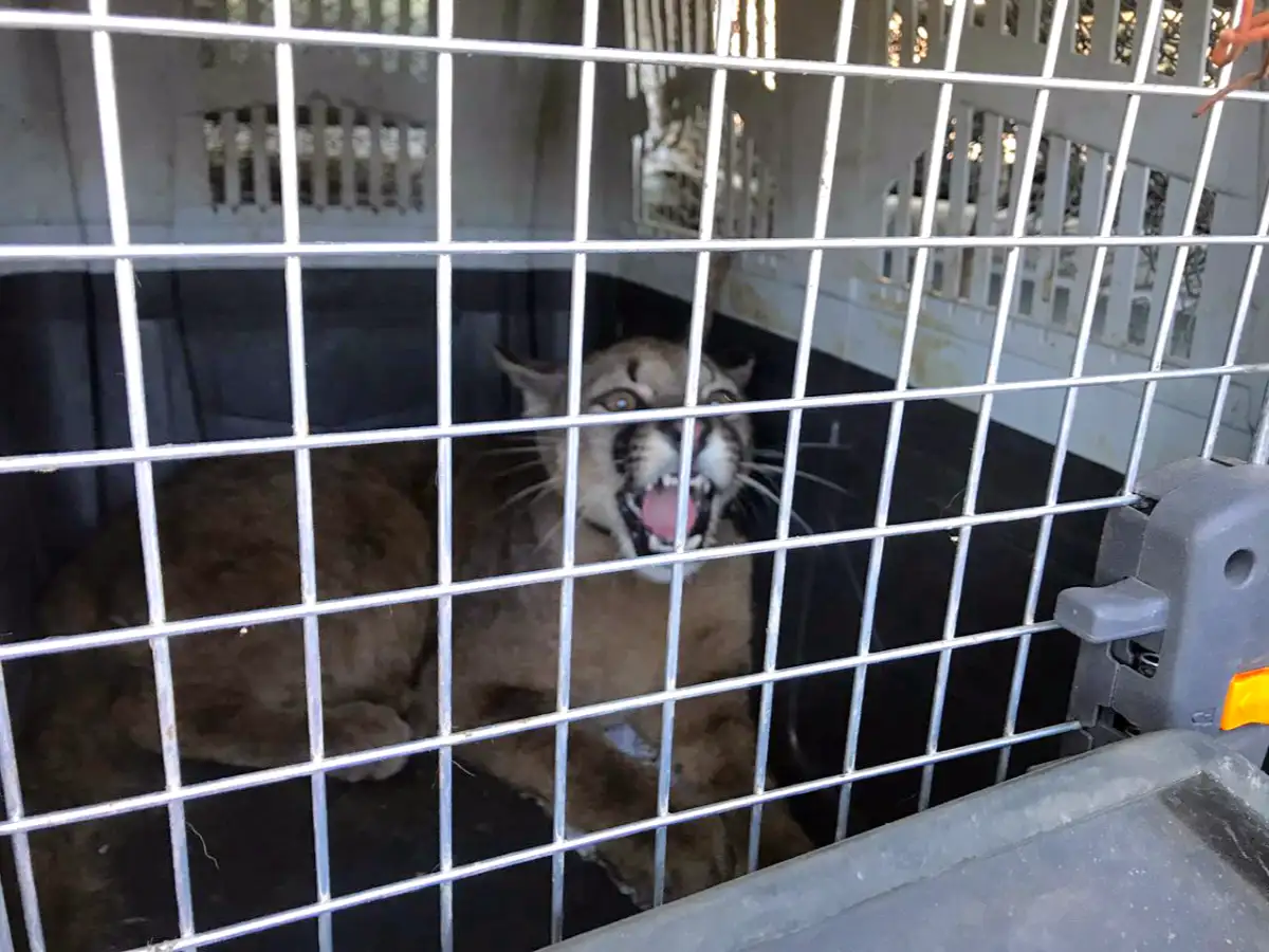 Rescatan al segundo puma en cautiverio en una semana en Córdoba