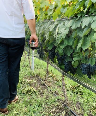 Camino del Vino: el nuevo atractivo turístico que potencia todos los sentidos