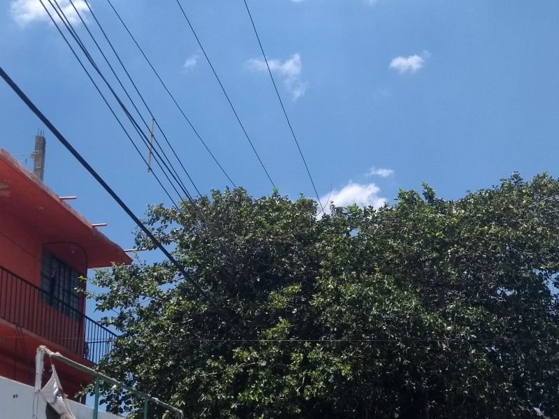 El despeje de ramas apunta a liberar las líneas de la obstrucción de ramas. Foto: Ilustración