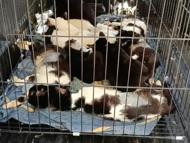 Rescataron a 33 gatos en mal estado de salud en la zona noroeste