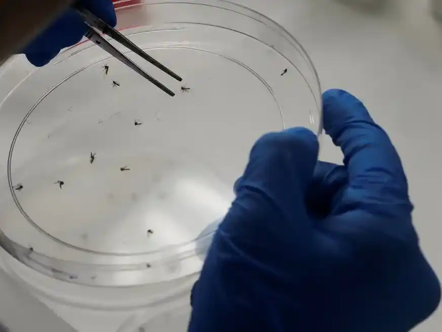 El Aedes aegypti es el vector del dengue. Reuters.