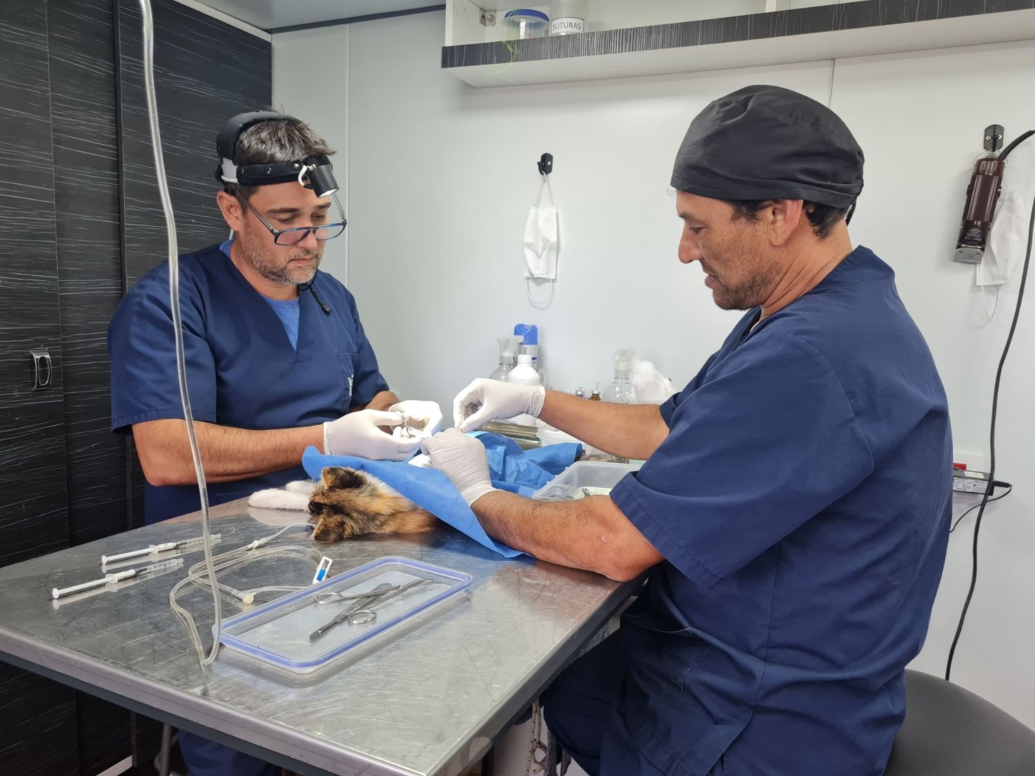 Los veterinarios realizaron 47 castraciones.