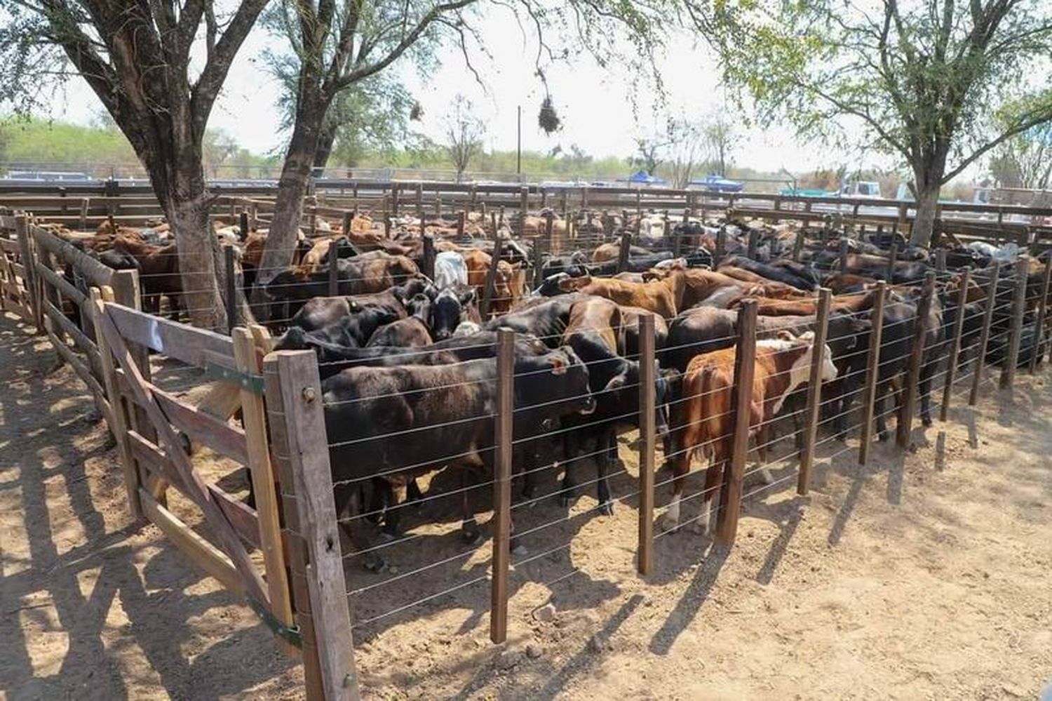 Avanzan los preparativos para la Primera 
Feria Ganadera Paippera en Lote 8