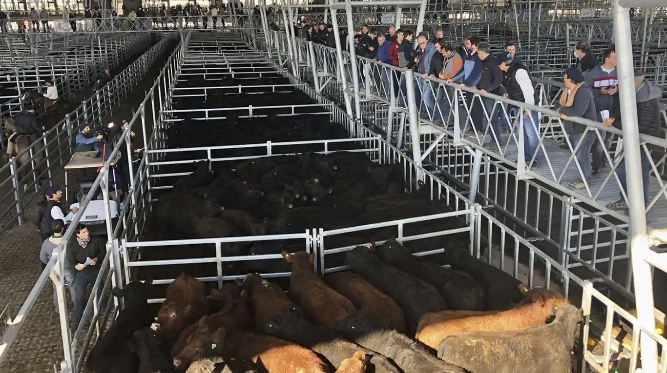 Los precios de la hacienda en pie subieron con fuerza durante la última semana