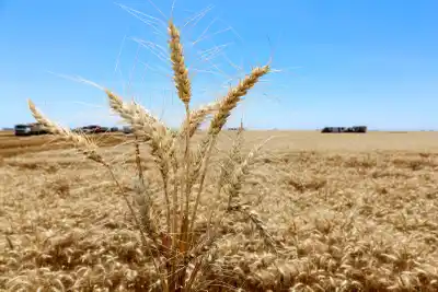 Rindes récord en Córdoba alertan por una posible caída en la calidad panadera del trigo