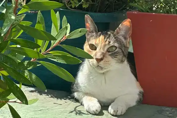 Por qué se celebra el Día Internacional del Gato