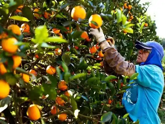 La Comisión de Desastres Agropecuarios recomendó declarar la emergencia en Entre Ríos
