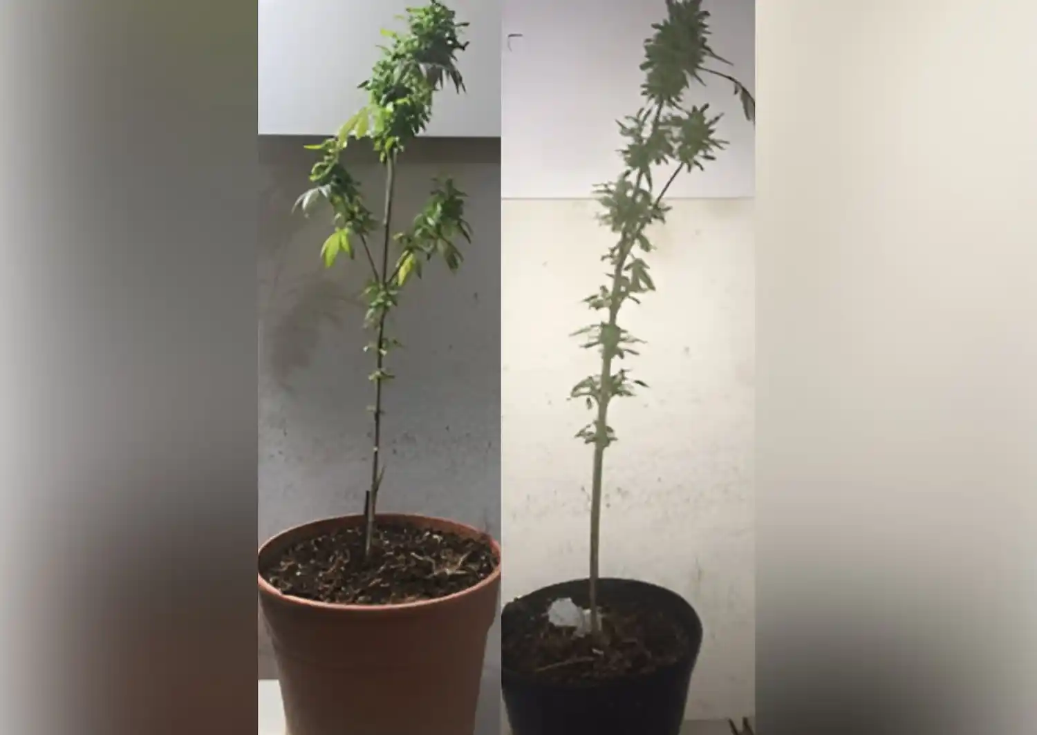 Las plantas de marihuana fueron secuestradas por los efectivos.