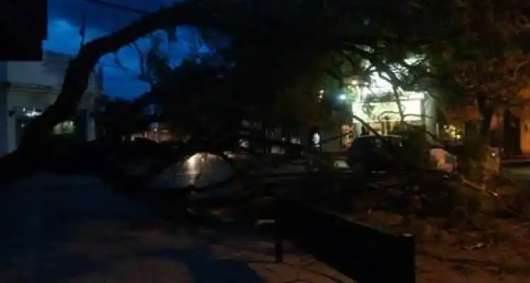 Cayó un árbol en Güemes y Belgrano