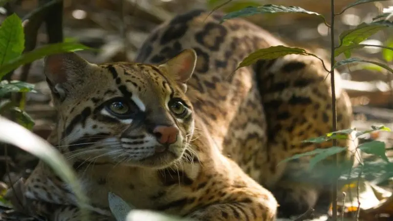 La naturaleza se vuelve extrema en la serie «Planeta hostil»