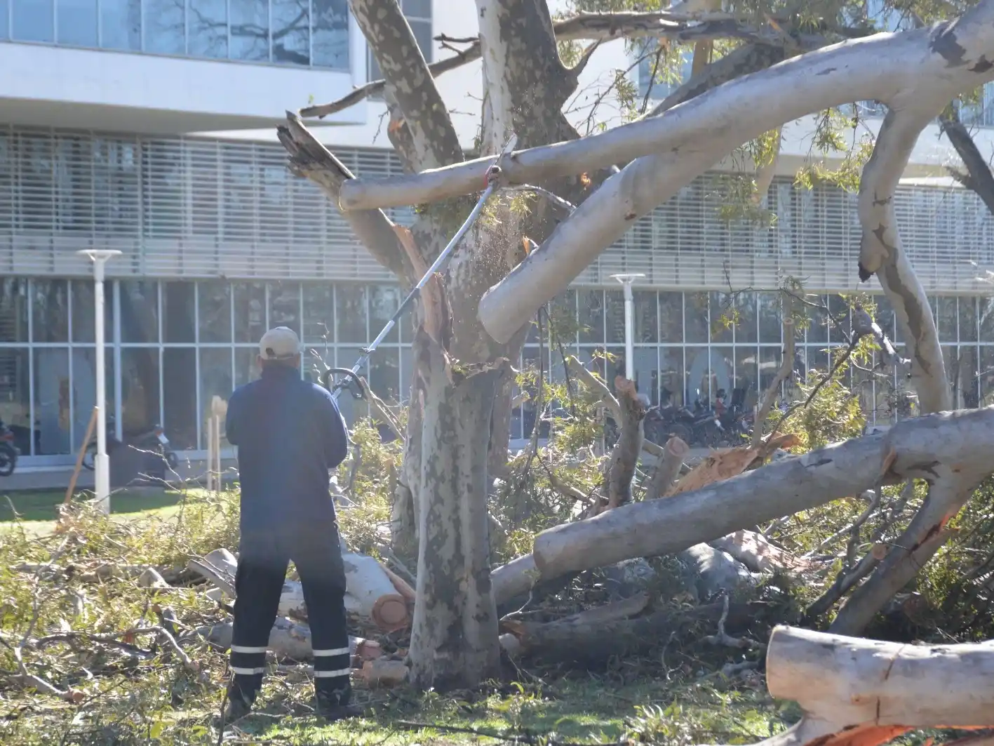 En el Parque Municipal, cerca del Hospital Gutiérrez, cayeron un eucalipto de 30 metros y cientos de ramas de gran porte. Foto: MVT