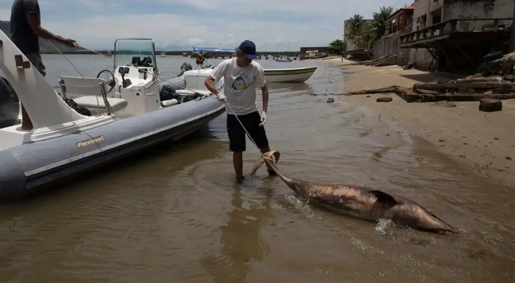Un virus provoca la muerte de casi 200 delfines en Brasil