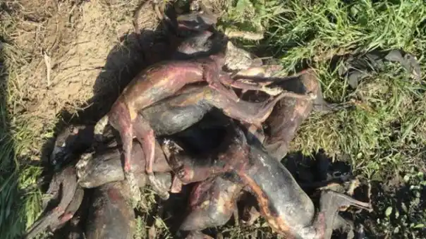 Tandil: Denuncian tortura y matanza de animales 
