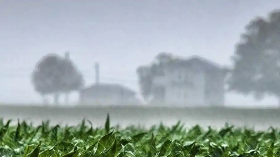 Creció un 6 % la soja de segunda