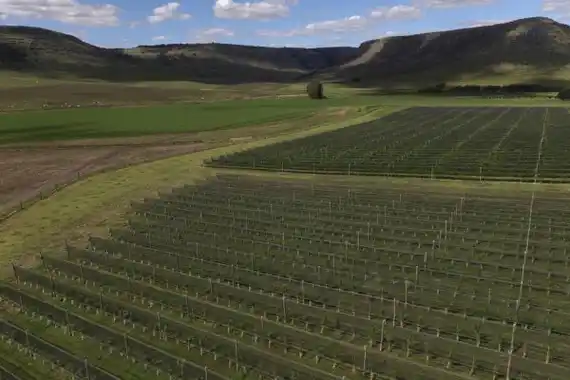 Balcarce pasa a ser geografía destacada para la producción de vino de alta gama