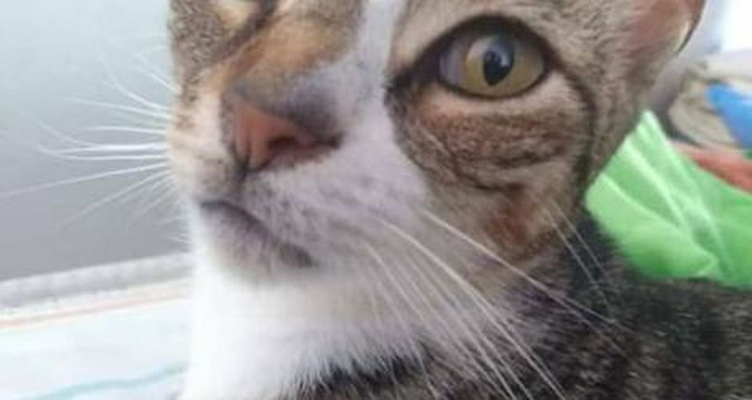 Zoe busca a su gatita