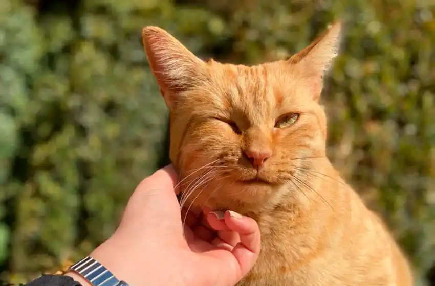 Nuevo Cronograma para la vacunación antirrábica y para el quirófano móvil de mascotas
