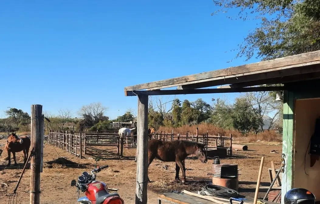Caballos sueltos: “En cuatro meses retuvimos 180 caballos”