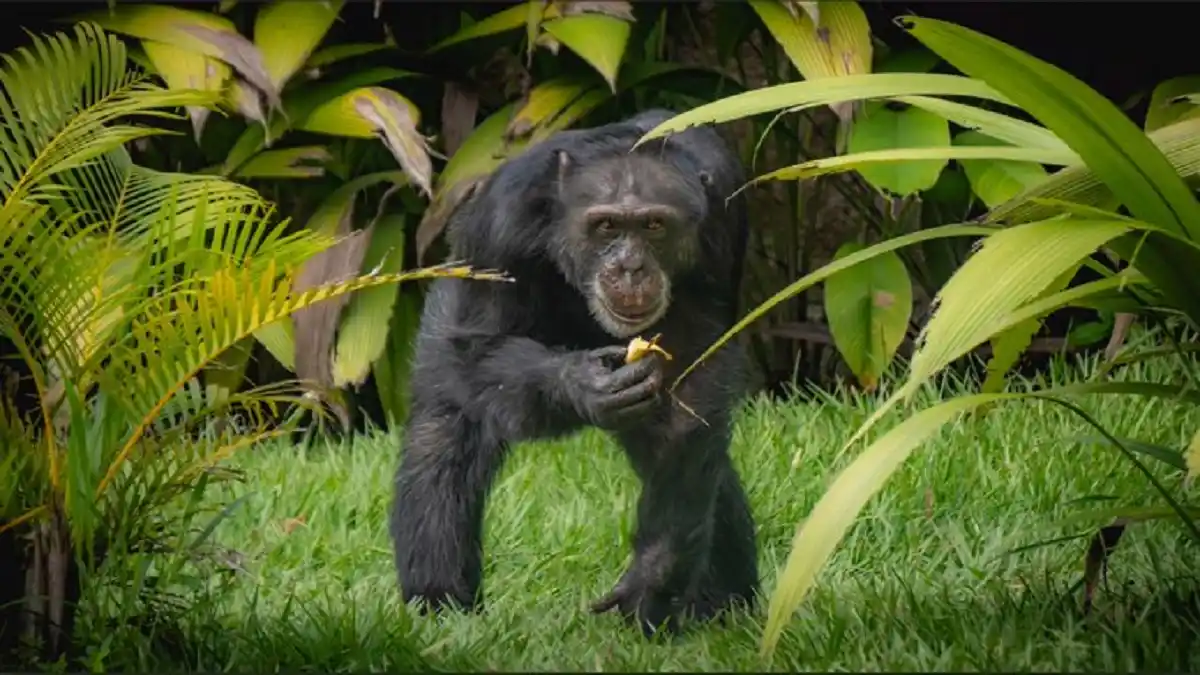 La HISTORIA de «YOKO», el último chimpancé en cautiverio de Colombia: se lo llevan a un santuario en BRASIL