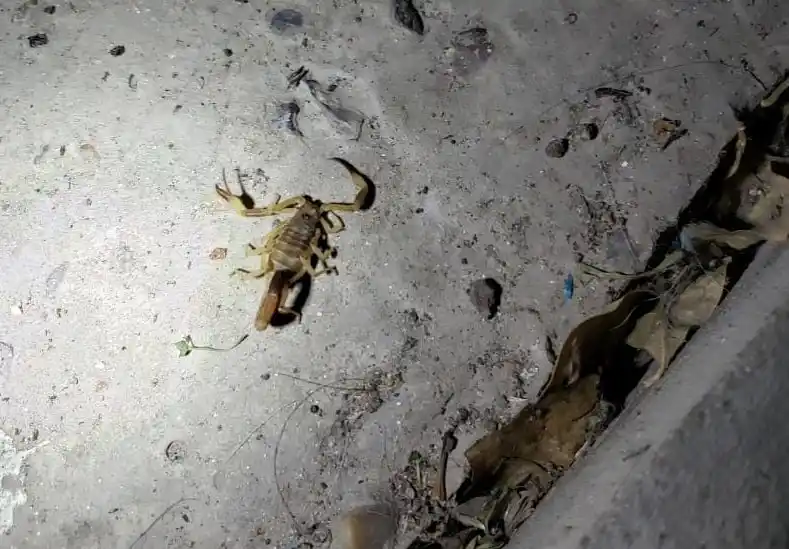 A ser cuidadosos porque comenzaron a aparecer alacranes