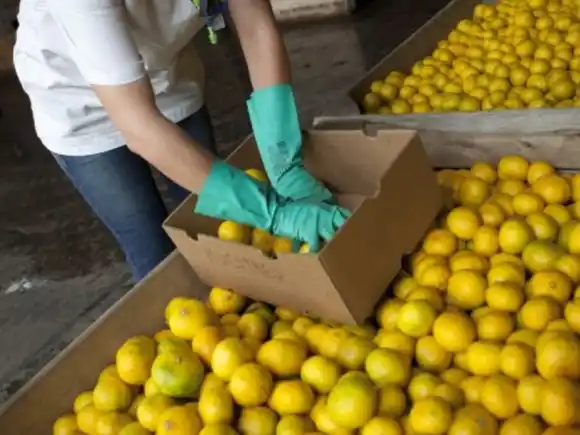Los limones argentinos consiguen nuevo mercado pero a la carne se le cierran puertas