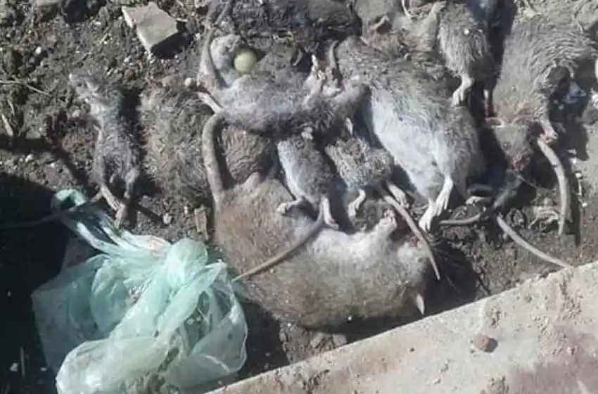 Preocupación por seis casos de leptospirosis en Rosario: cuándo consultar