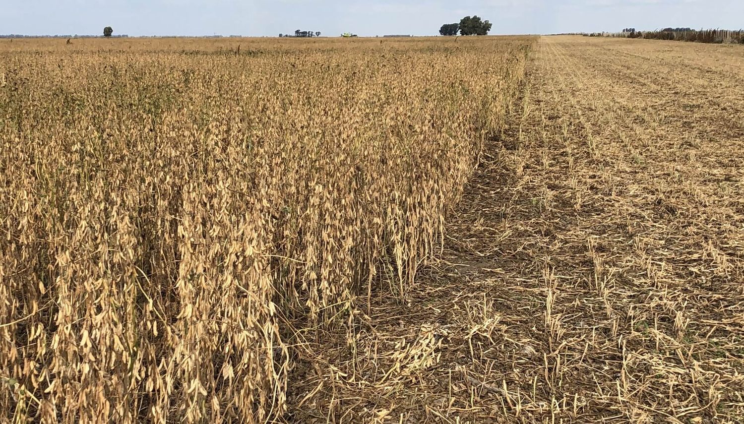 Fuerte caída en las proyecciones de cosecha por la sequía: pérdidas millonarias para el agro